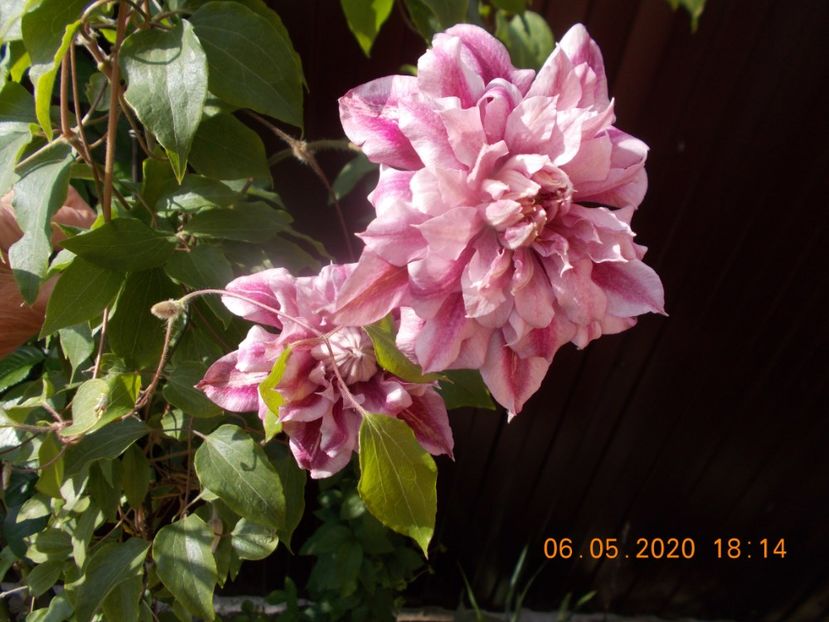  - Clematite 2016-2017-2019-2021-2022