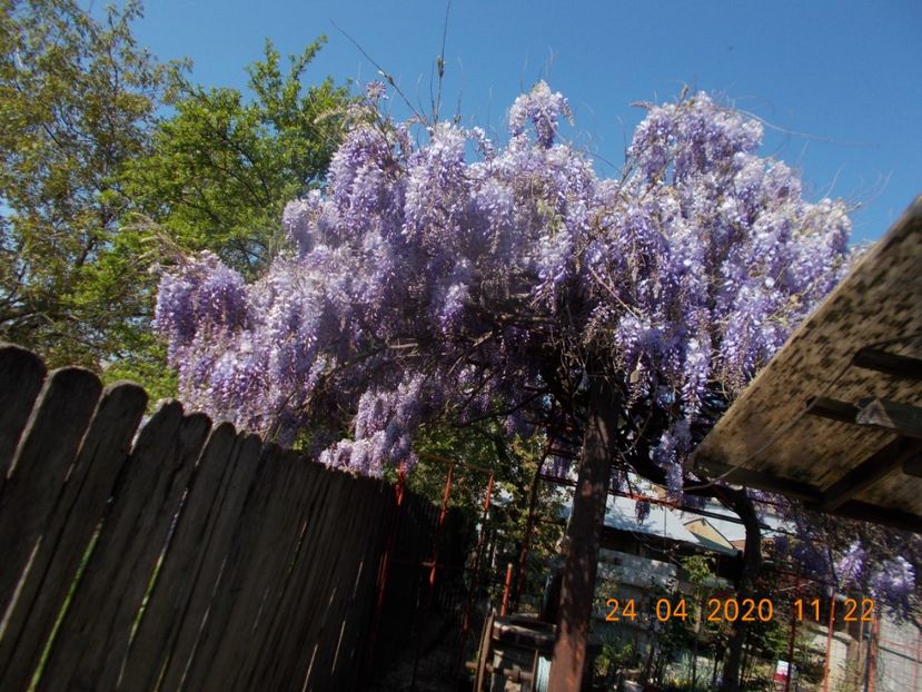  - ARBUSTI ORNAMENTALI DE GRADINA-2018-2020-2021-2022