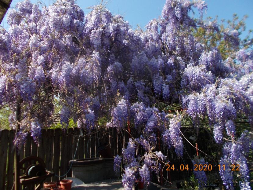  - ARBUSTI ORNAMENTALI DE GRADINA-2018-2020-2021-2022