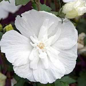 Trandafir chinezesc alb batut (Hibiscus syriacus White Chifon) -3 - HIBISCUS