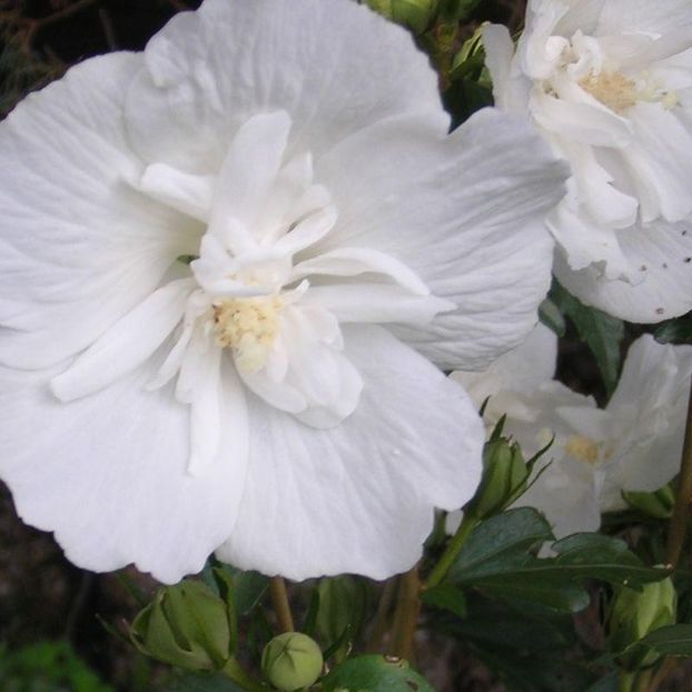 Trandafir chinezesc alb batut (Hibiscus syriacus White Chifon) -4 - HIBISCUS