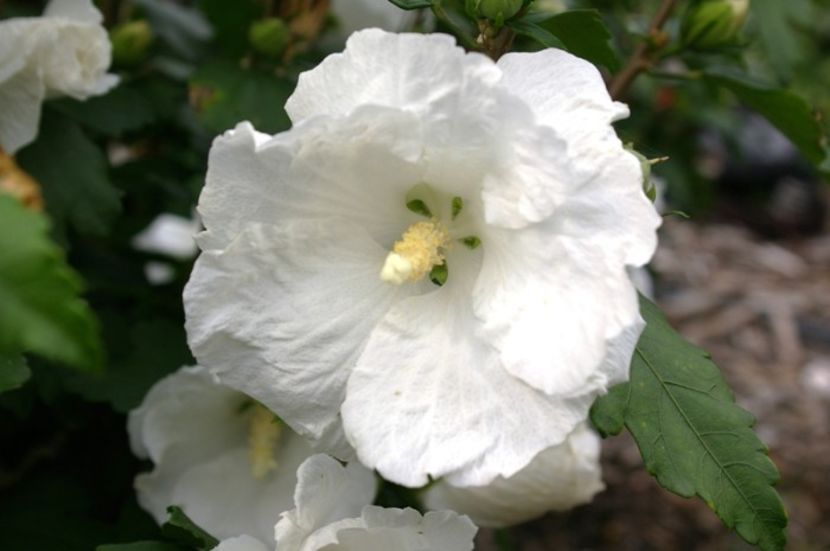 Trandafir chinezesc alba (Hibiscus syriacus William r. Smith)-1 - HIBISCUS