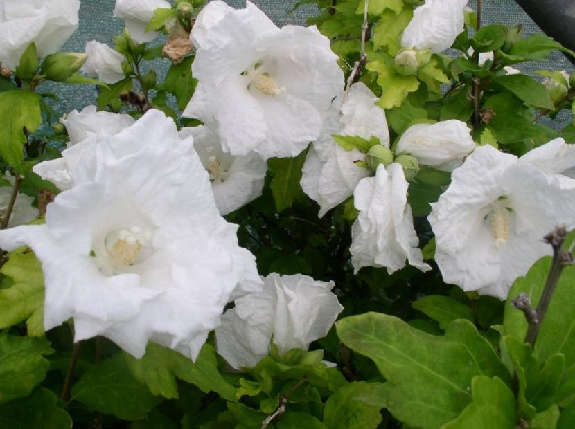 Trandafir chinezesc alba (Hibiscus syriacus William r. Smith)-2 - HIBISCUS