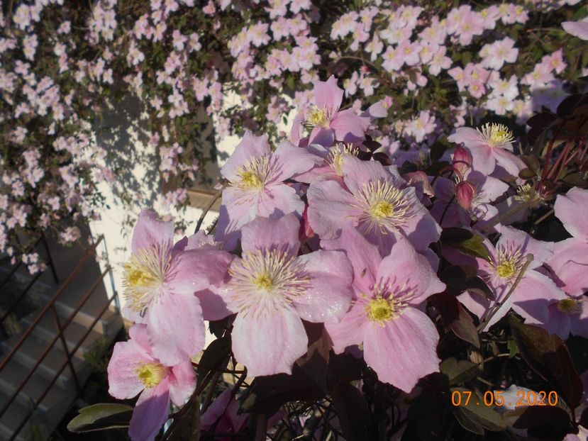  - 1Clematite 2020