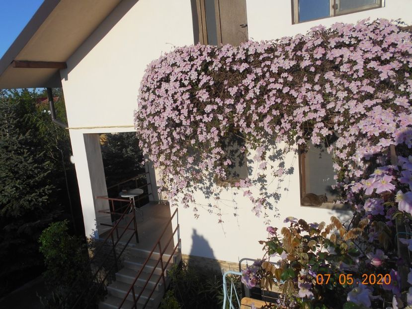  - 1Clematite 2020