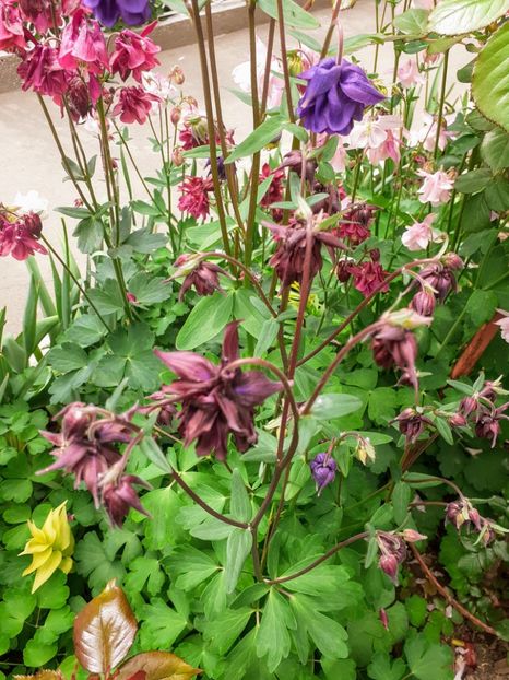 20200505_111334~2 - Căldărușe 2020