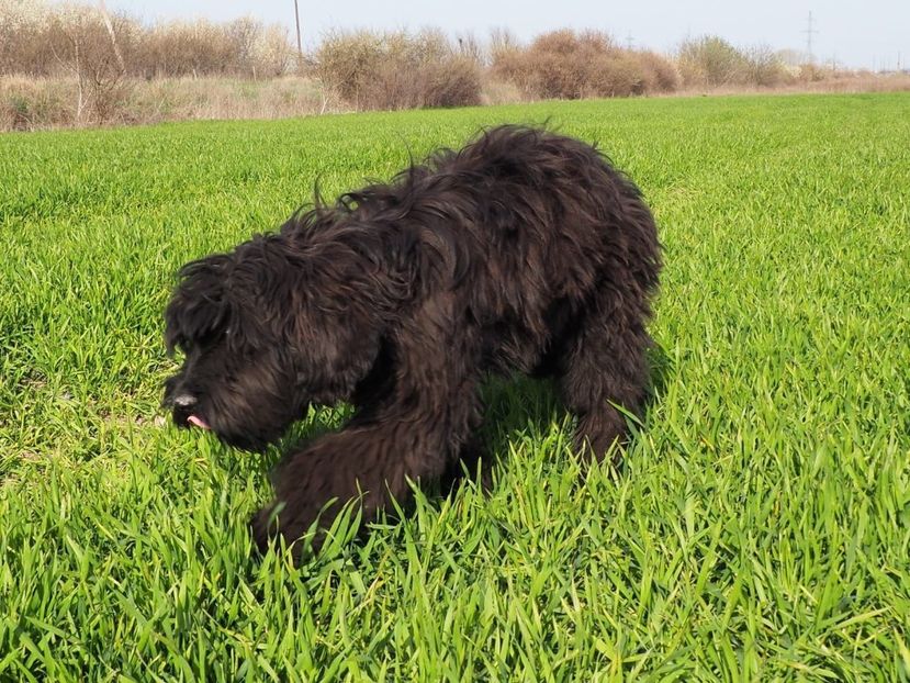 Ciobanesc de Brie Briard - BRIARD Ciobanesc de BRIE