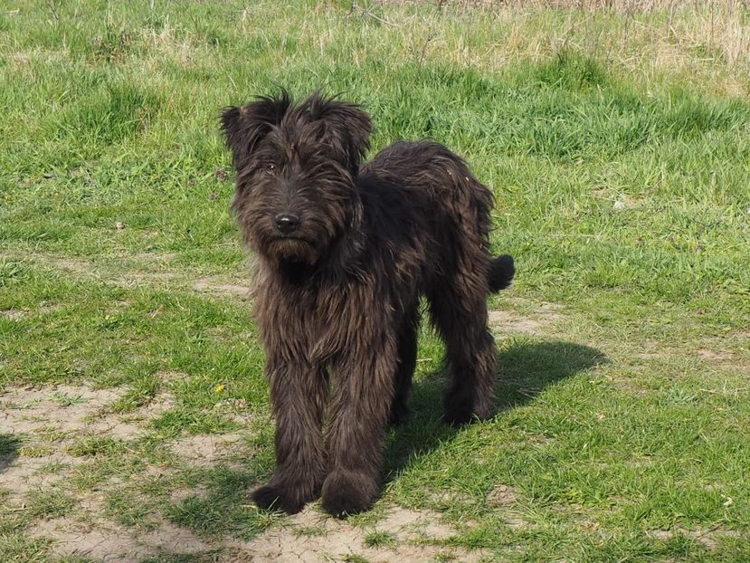 Wäeller Grey - BRIARD Ciobanesc de BRIE