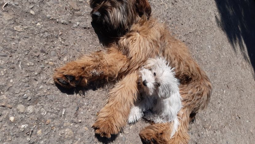 Ciobanesc de Brie Briard si Bichon Maltese - BRIARD Ciobanesc de BRIE