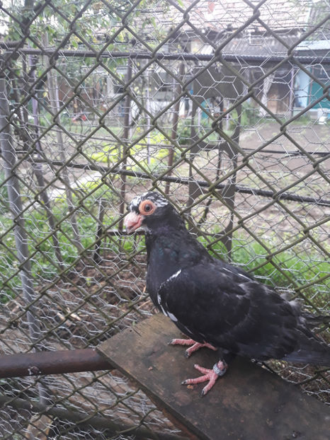  - Indian german 2020