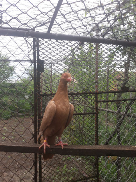  - Indian german 2020