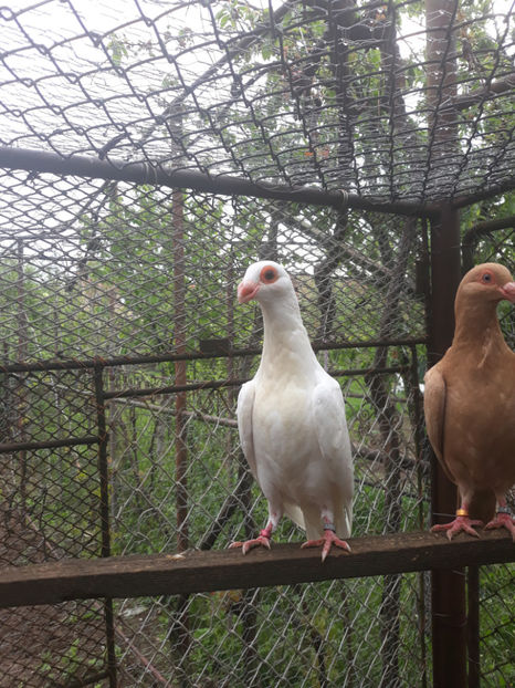  - Indian german 2020