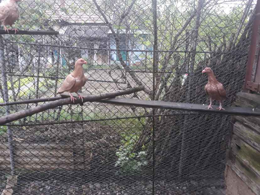  - Indian german 2020