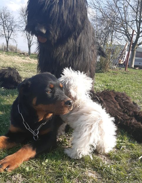 Rottweiler Cayla - Alti catei si animale