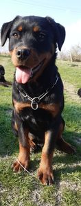 Rottweiler Cayla - Alti catei si animale