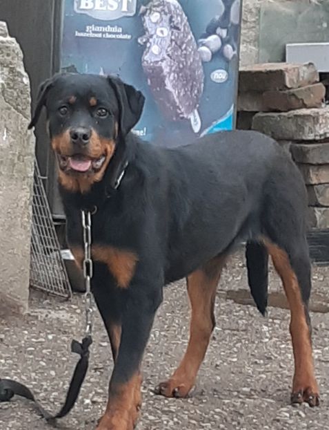 Rottweiler Caya - Alti catei si animale