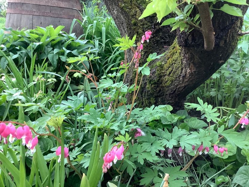 6D0F9EB3-BEAE-46AB-93C0-F6523958DD6B - Dicentra Spectabilis Cerceii Doamnei