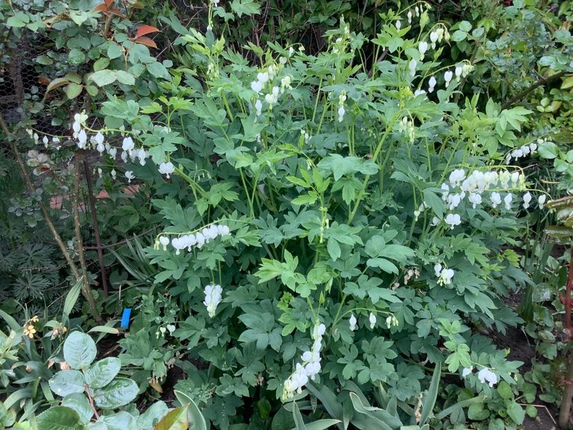 2489079B-3EEE-4B22-BB17-2760B519EF56 - Dicentra Spectabilis Cerceii Doamnei