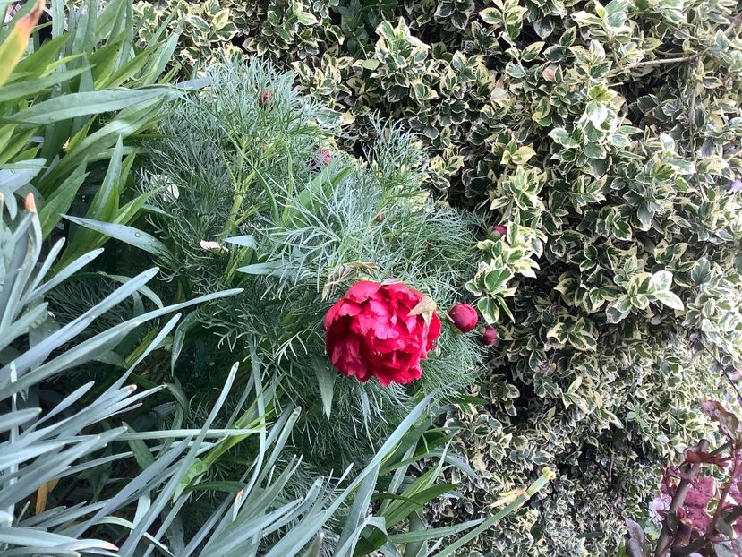 6984B10D-F975-4CE8-8FA2-028198201C41 - Bujori de Stepa paeonia tenuifolia rubra plena