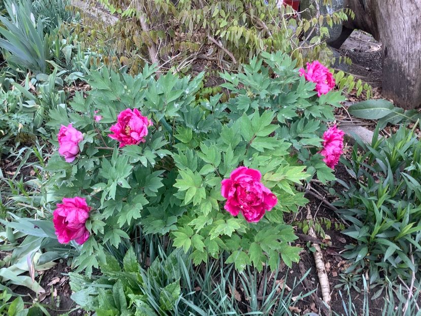 D4D16E06-14D6-4F33-873C-3F58604758BB - Bujori 2018 Paeonia Suffruticosa Purple