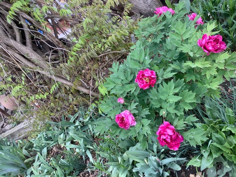 EA166B65-03DB-47CD-A106-C5C7E93F69C1 - Bujori 2018 Paeonia Suffruticosa Purple