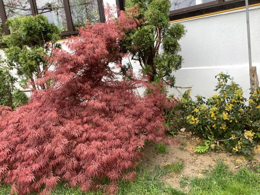 B425590A-9F99-4B5E-A8E4-C710C30C5FE2 - Gradi 2020 mai