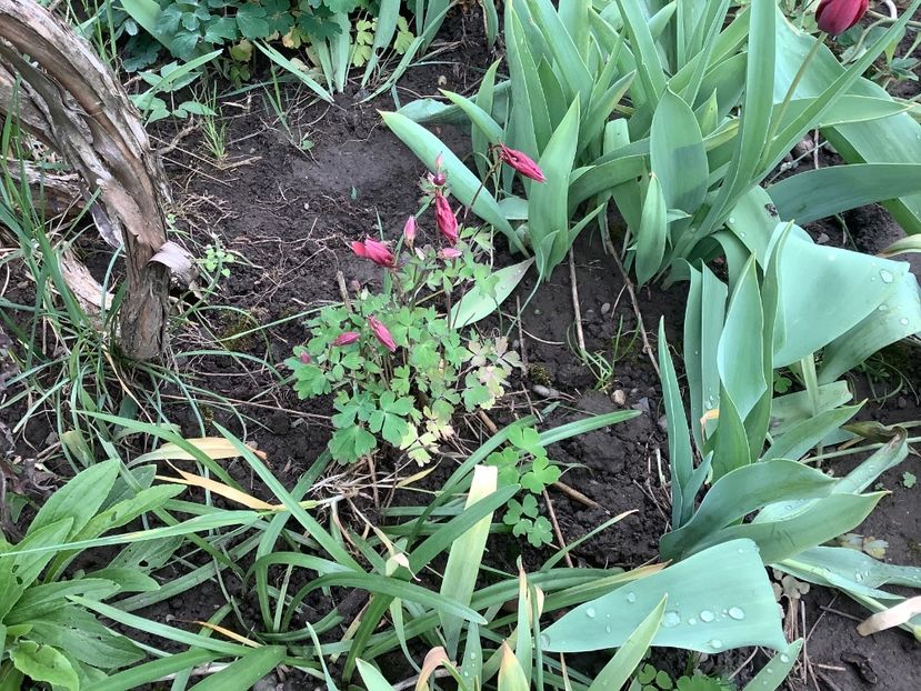 DEE3DCA0-B66A-4ECE-B17F-A5F708913B5D - Gradi 2020 mai