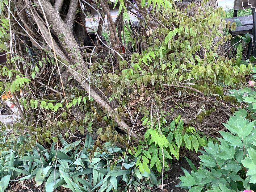 137F5434-AF8A-4E76-BC1E-AE5A2EE5ECB9 - Gradi 2020 mai