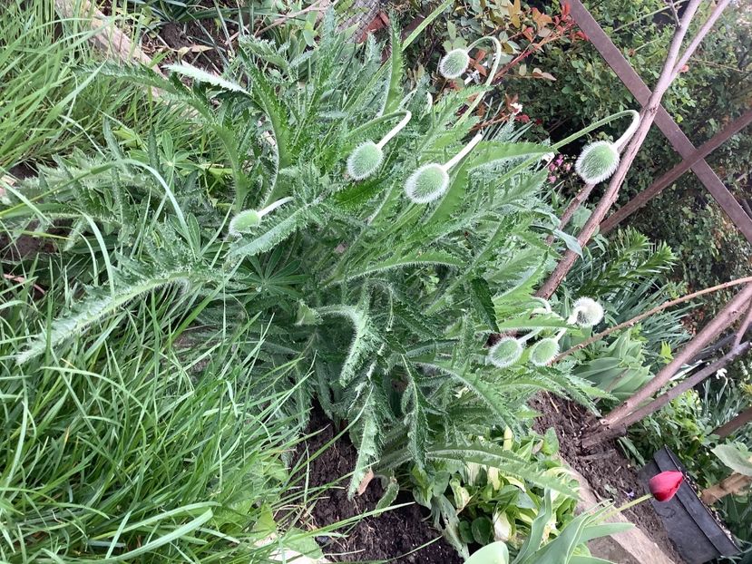 4231CFCC-B25F-4945-BBAF-3C0D0BB301B2 - Gradi 2020 mai