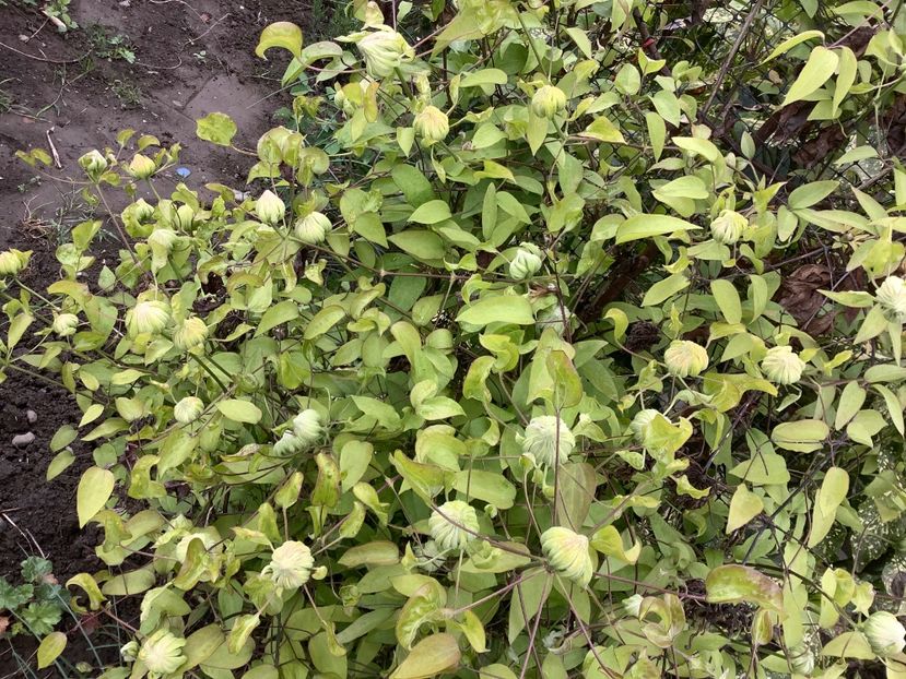 496ED709-B8F4-43D3-9945-C4E6C2F9E376 - Gradi 2020 mai