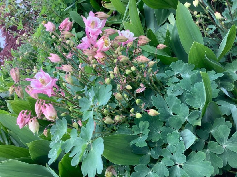 FC9DB4AE-0FA0-4220-A43D-93003C8398E7 - Gradi 2020 mai