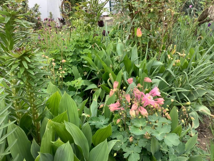 4D1C0708-9B06-4AEB-BD58-C586A877D7CB - Gradi 2020 mai