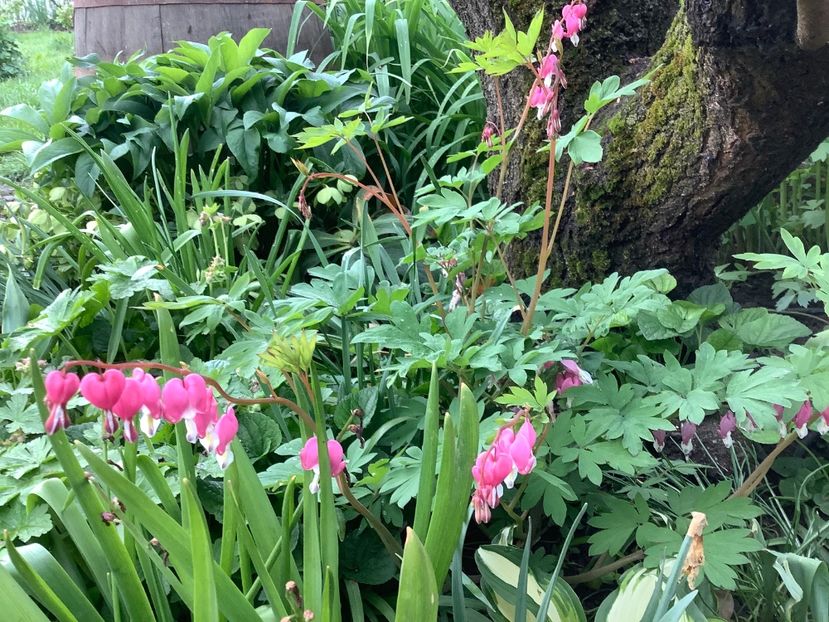 960DAA9F-39C7-4A71-AC86-E044D2B3FF25 - Gradi 2020 mai