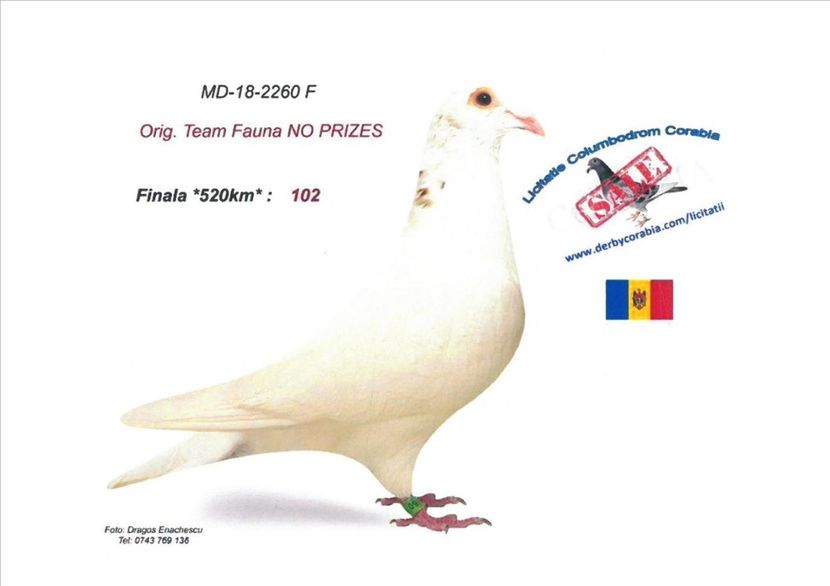 IMG-20181017-WA0006 - Femele - Females