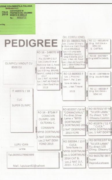  - Pedigree femele matca