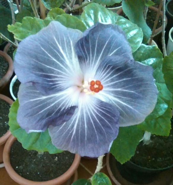  - Hibiscus Moorea Mangy Blue