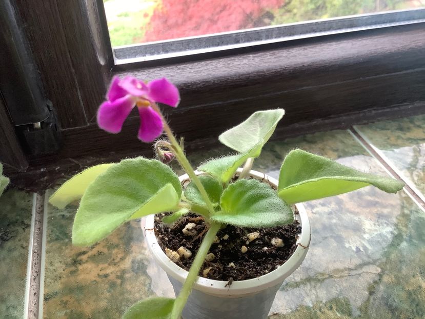  - Imp s Lil Deathcap