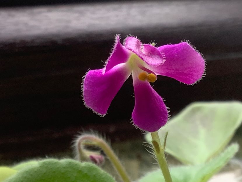  - Imp s Lil Deathcap