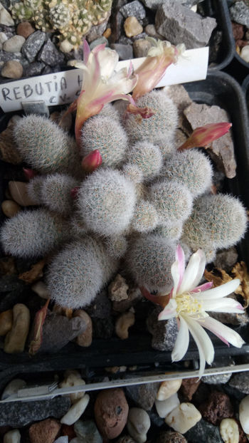 07.05.2020 - Rebutia heliosa cv sunrise