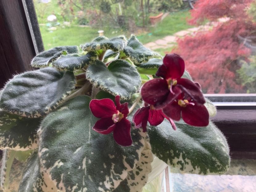  - Mac s O Scarlet OHara