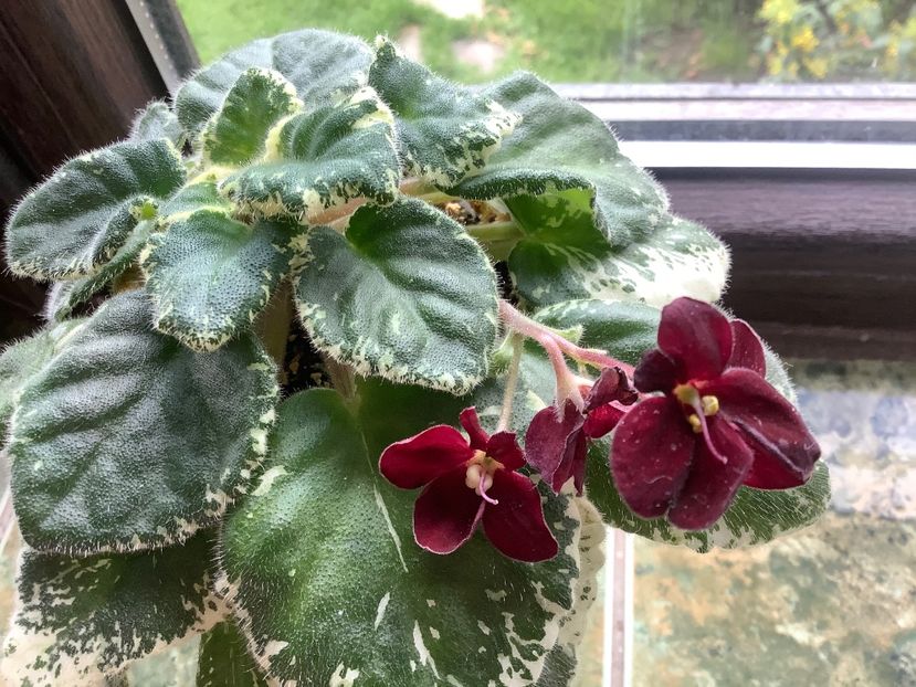  - Mac s O Scarlet OHara