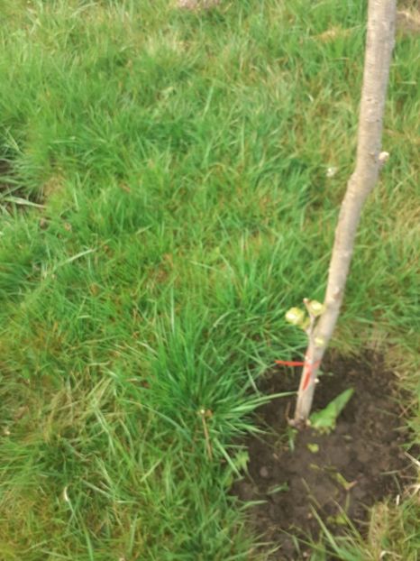 BCTN8141 - 005 Gradina de la Cordun 05 06 05 2020