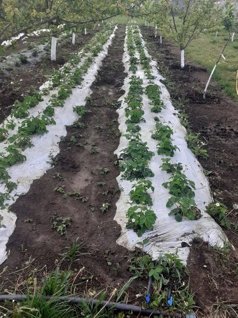 BYMN6779 - 005 Gradina de la Cordun 05 06 05 2020