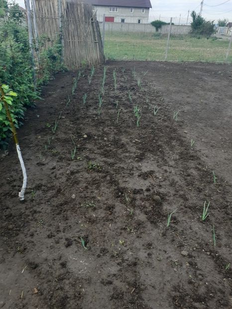 CGTM9291 - 005 Gradina de la Cordun 05 06 05 2020