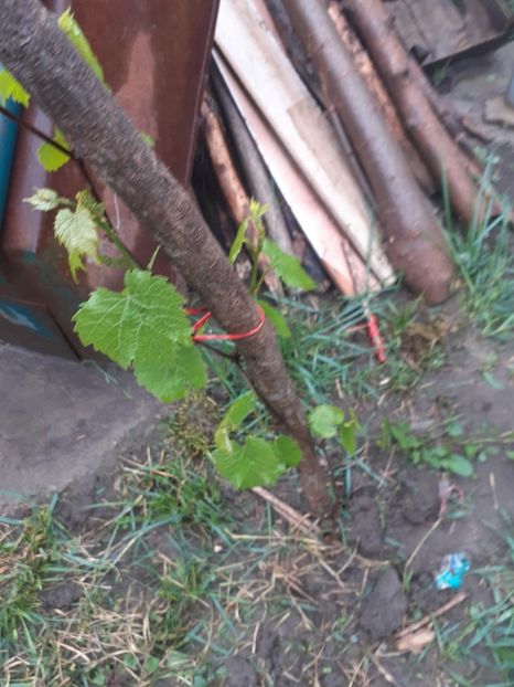 DCTT3956 - 005 Gradina de la Cordun 05 06 05 2020