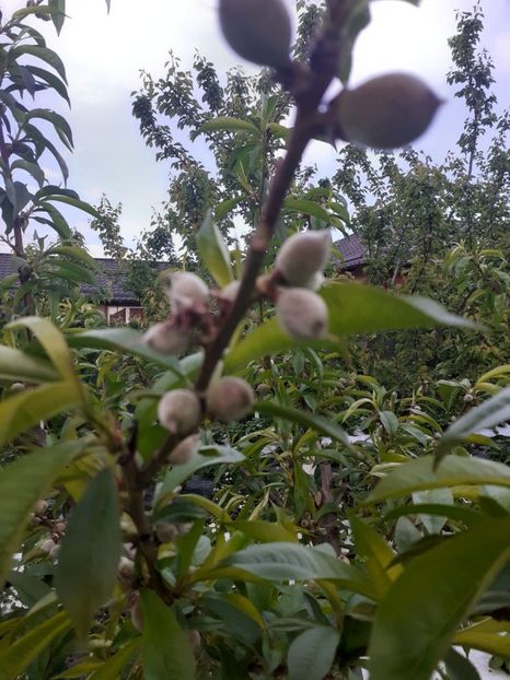 EJYF8492 - 005 Gradina de la Cordun 05 06 05 2020