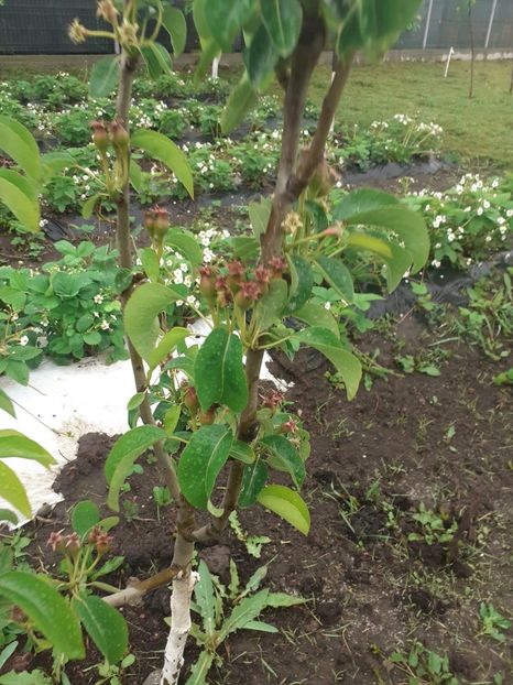 IXKQ4183 - 005 Gradina de la Cordun 05 06 05 2020