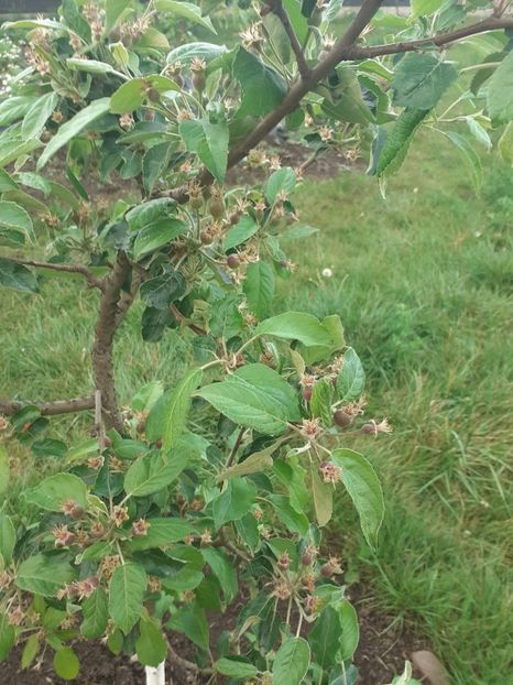 JSHY1294 - 005 Gradina de la Cordun 05 06 05 2020