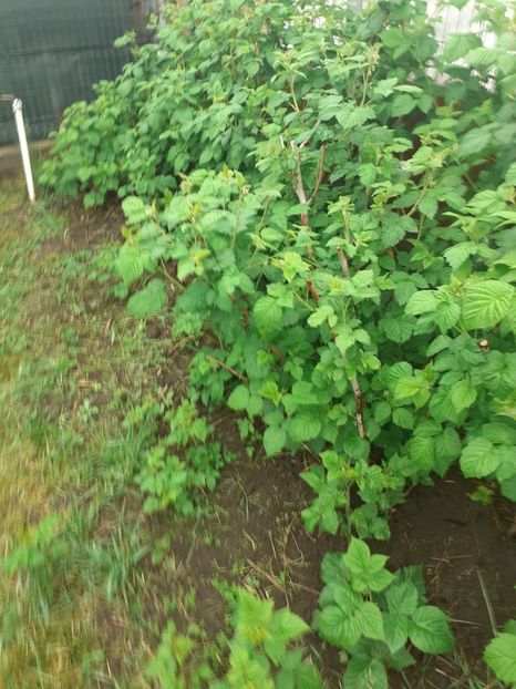 MJSF5069 - 005 Gradina de la Cordun 05 06 05 2020