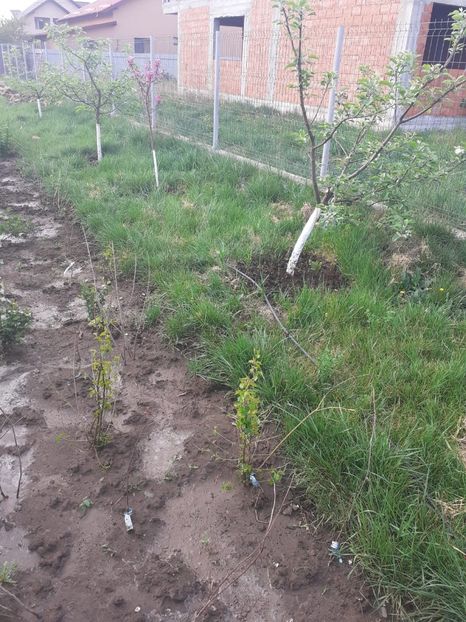 PRWR8519 - 005 Gradina de la Cordun 05 06 05 2020